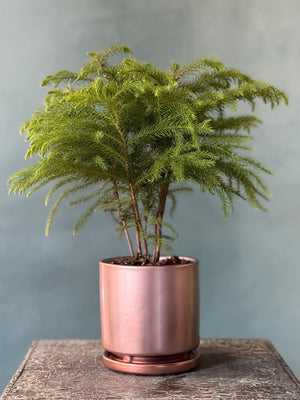 Rose Gold Pine