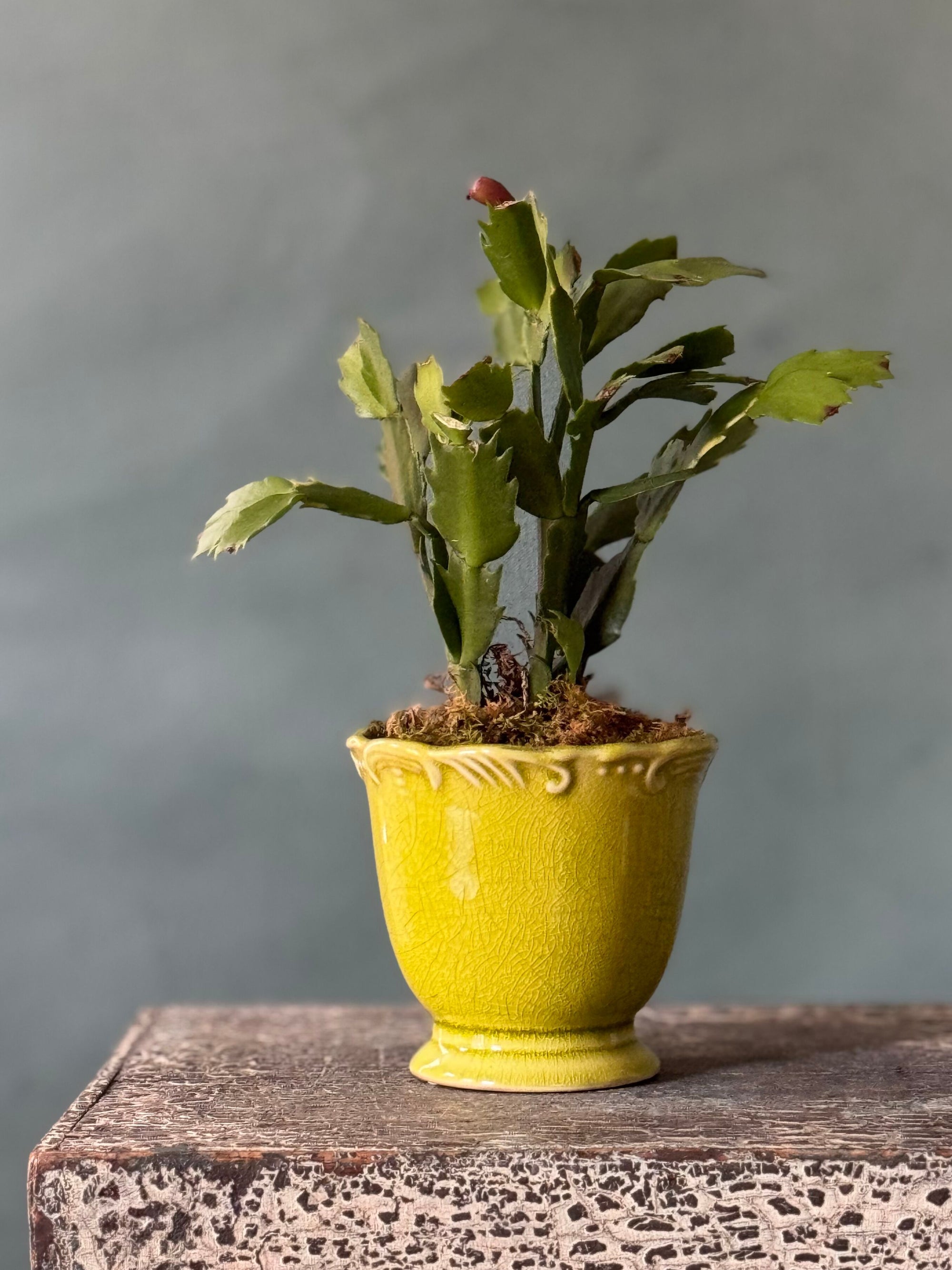 Chartreuse Christmas Cactus