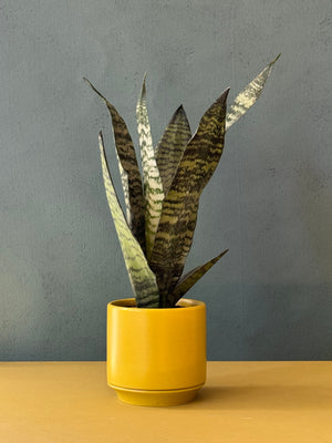 Limelight Snake Plant