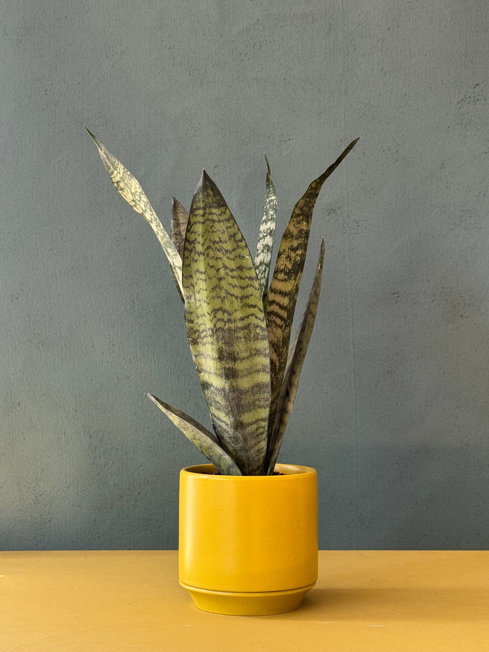 Limelight Snake Plant