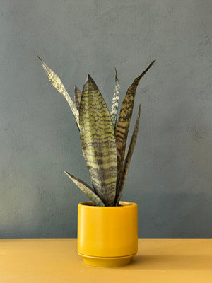 Limelight Snake Plant
