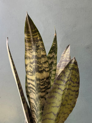 Limelight Snake Plant