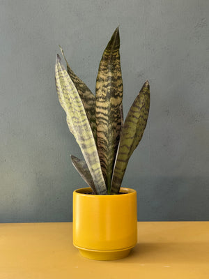 Limelight Snake Plant