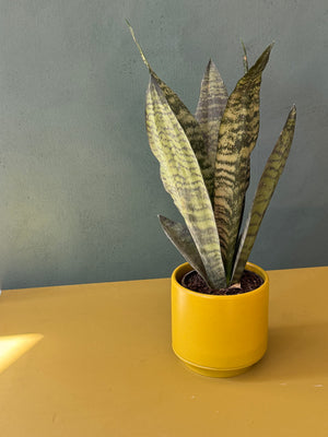 Limelight Snake Plant