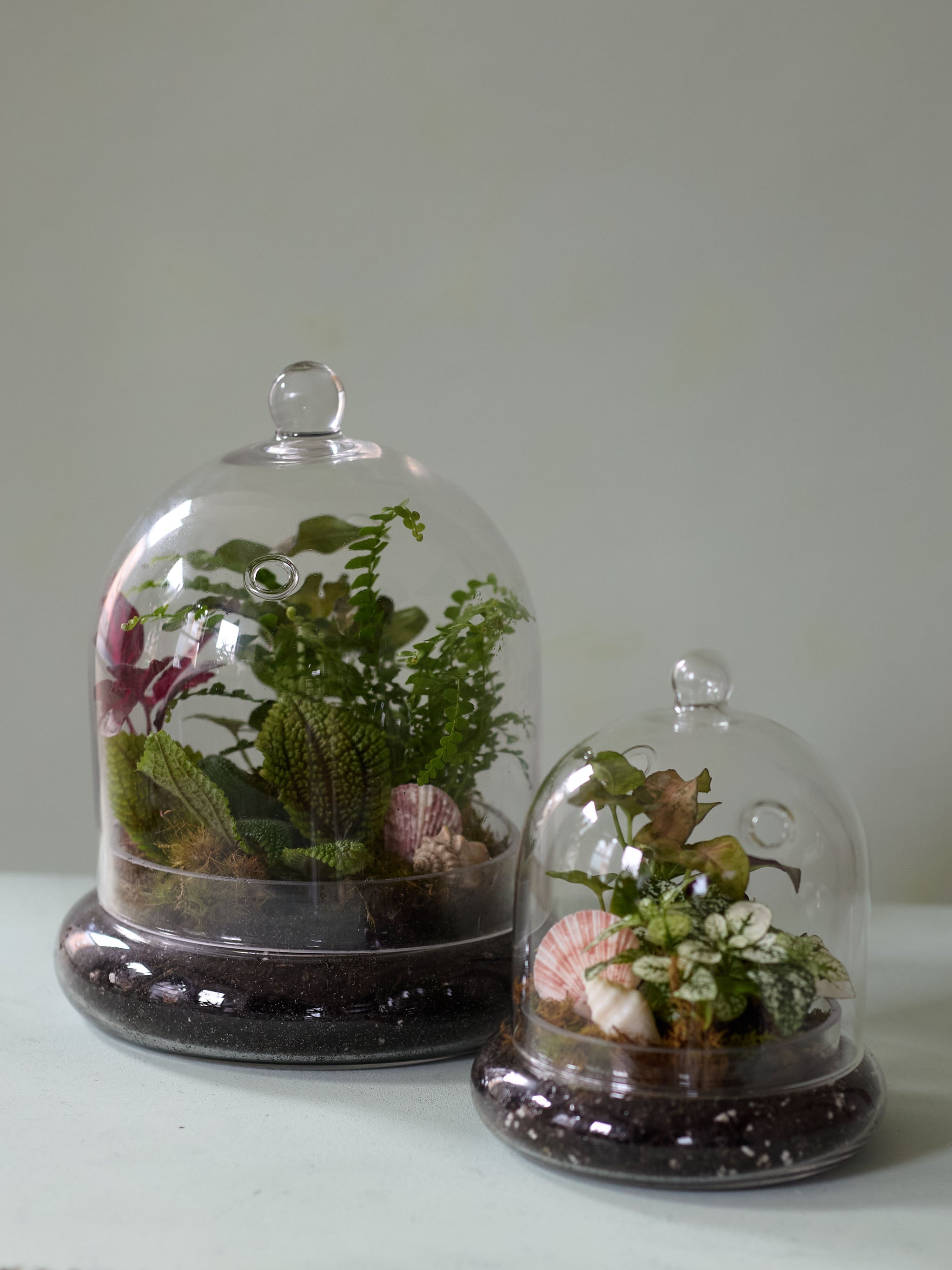 succulent dome Dome Terrarium