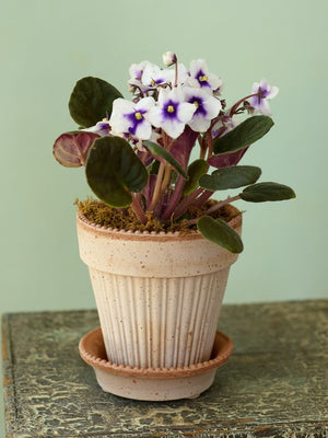 Simona African Violet