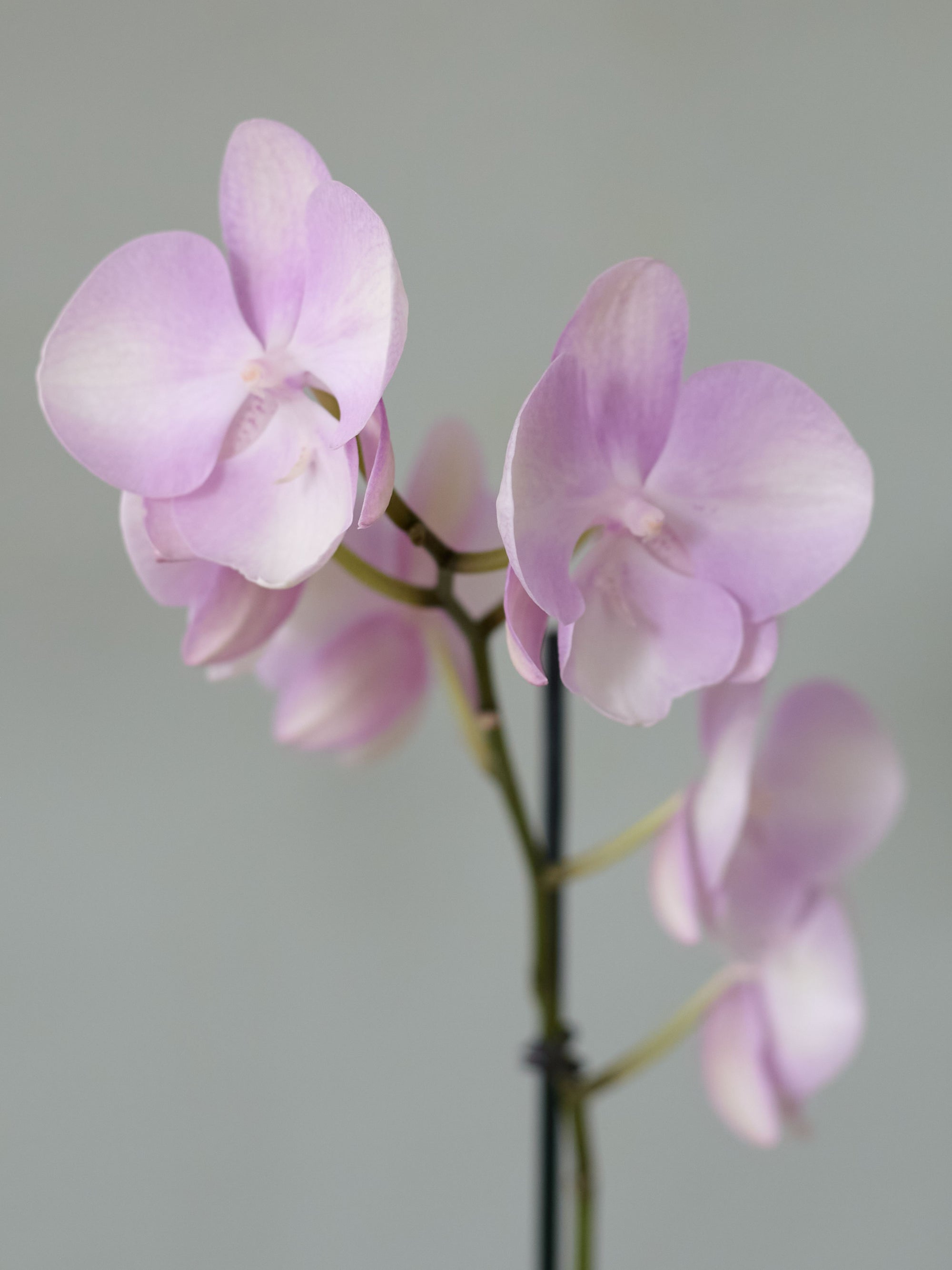 Moth Orchid