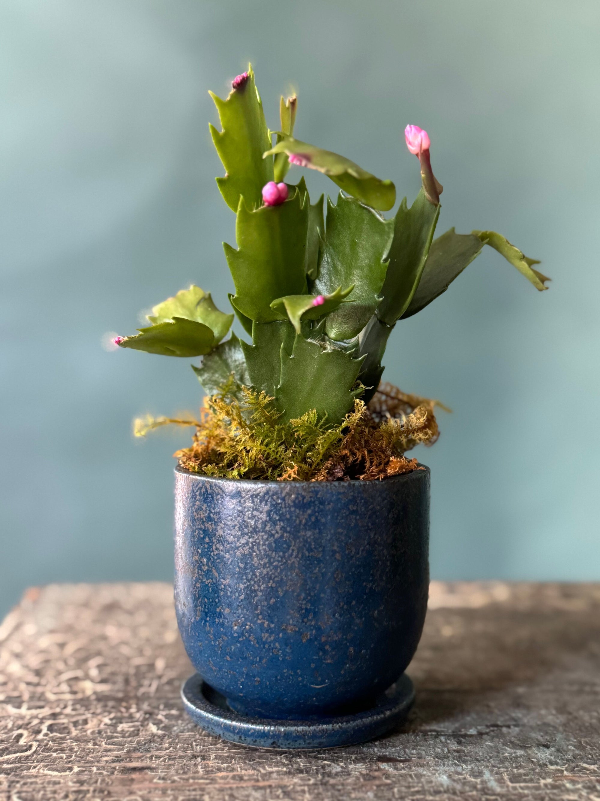 Little Rider Christmas Cactus