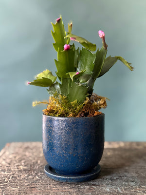 Little Rider Christmas Cactus