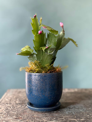 Little Rider Christmas Cactus