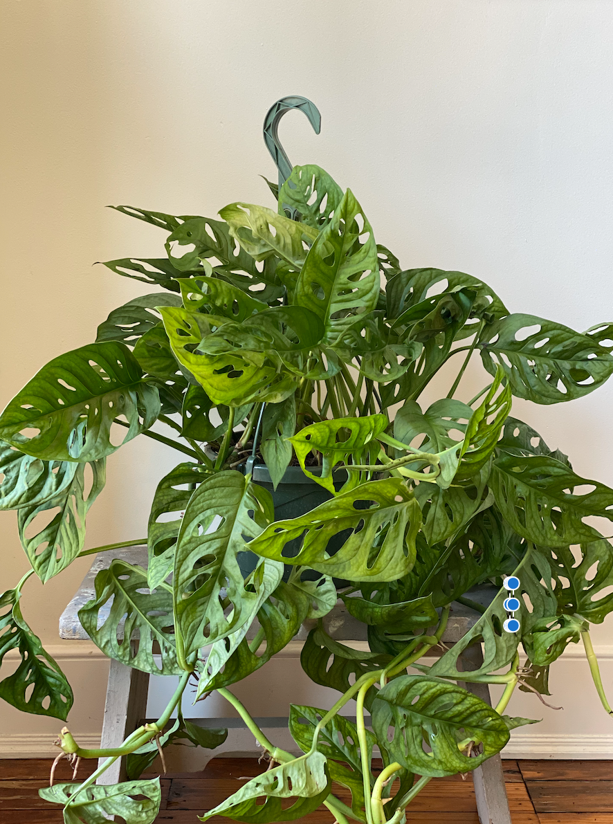 Monstera Adansonii, 6in (Swiss Cheese)