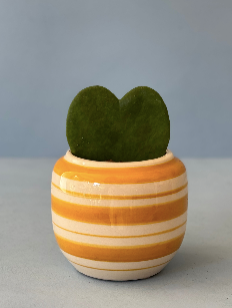 Striped Hoya Heart