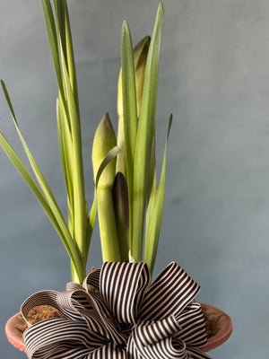 Noel Botanica Bulb Garden