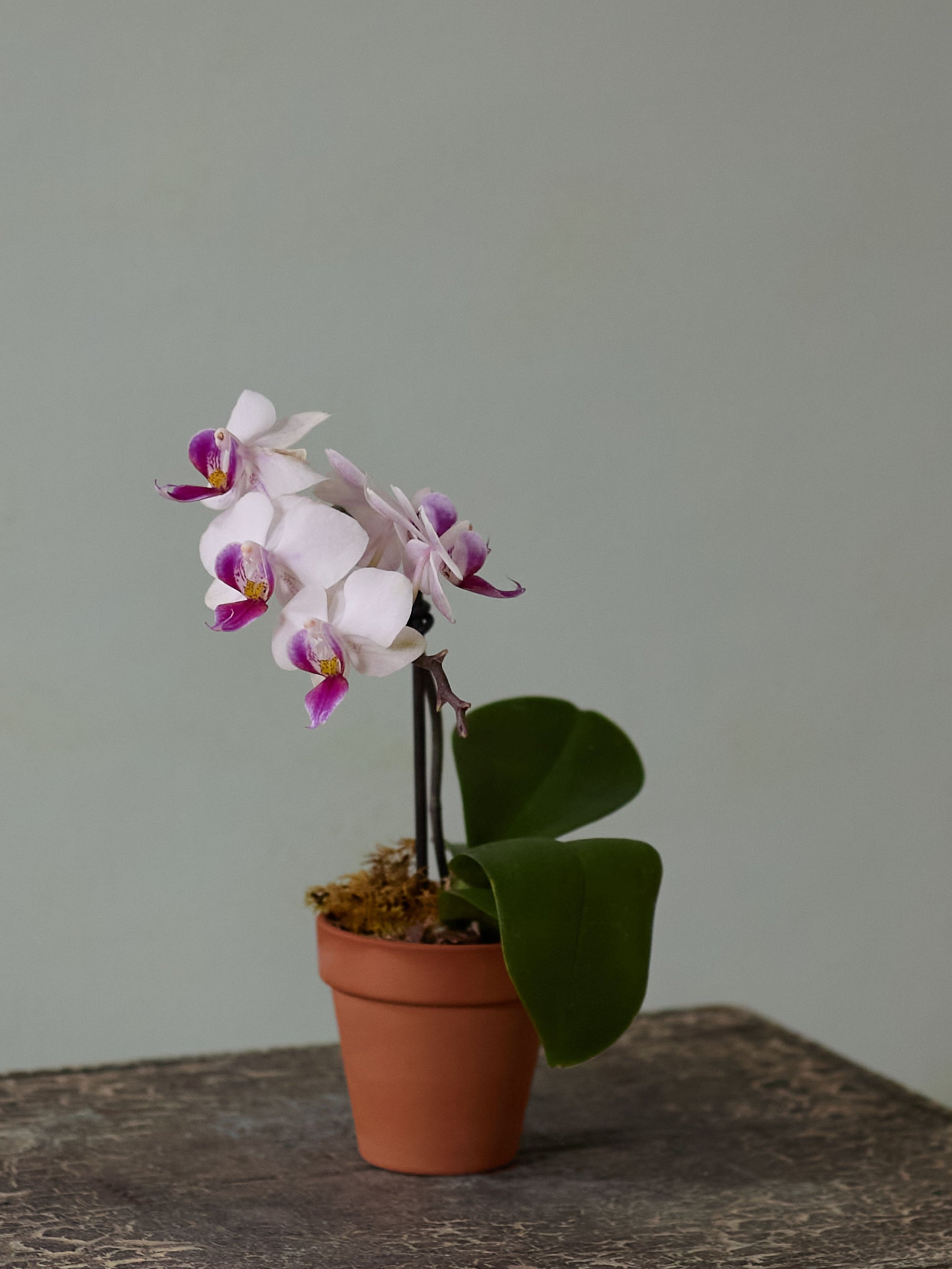 Mini Orchid