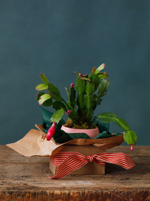 Merry & Pink Christmas Cactus