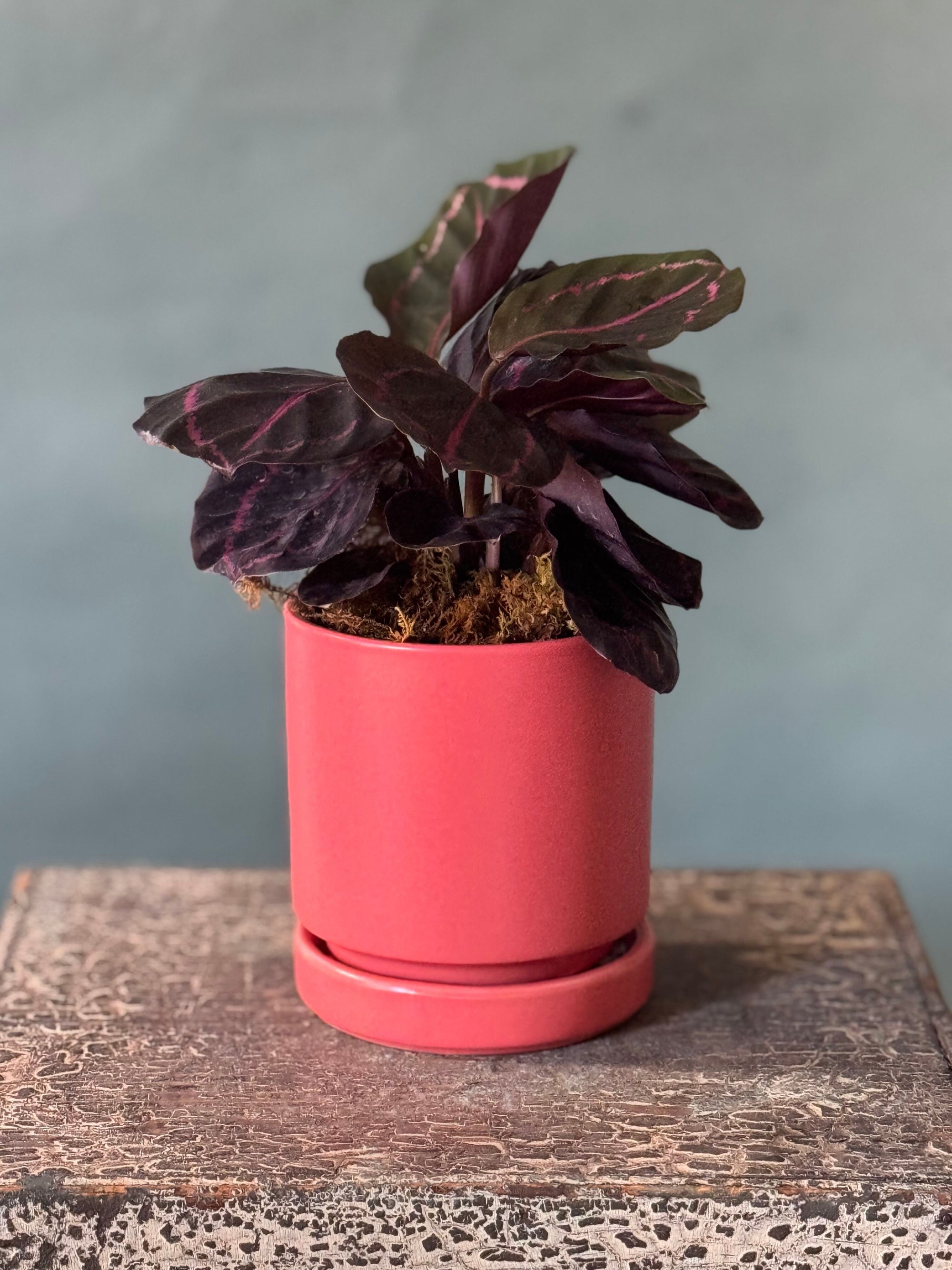 Melon Calathea