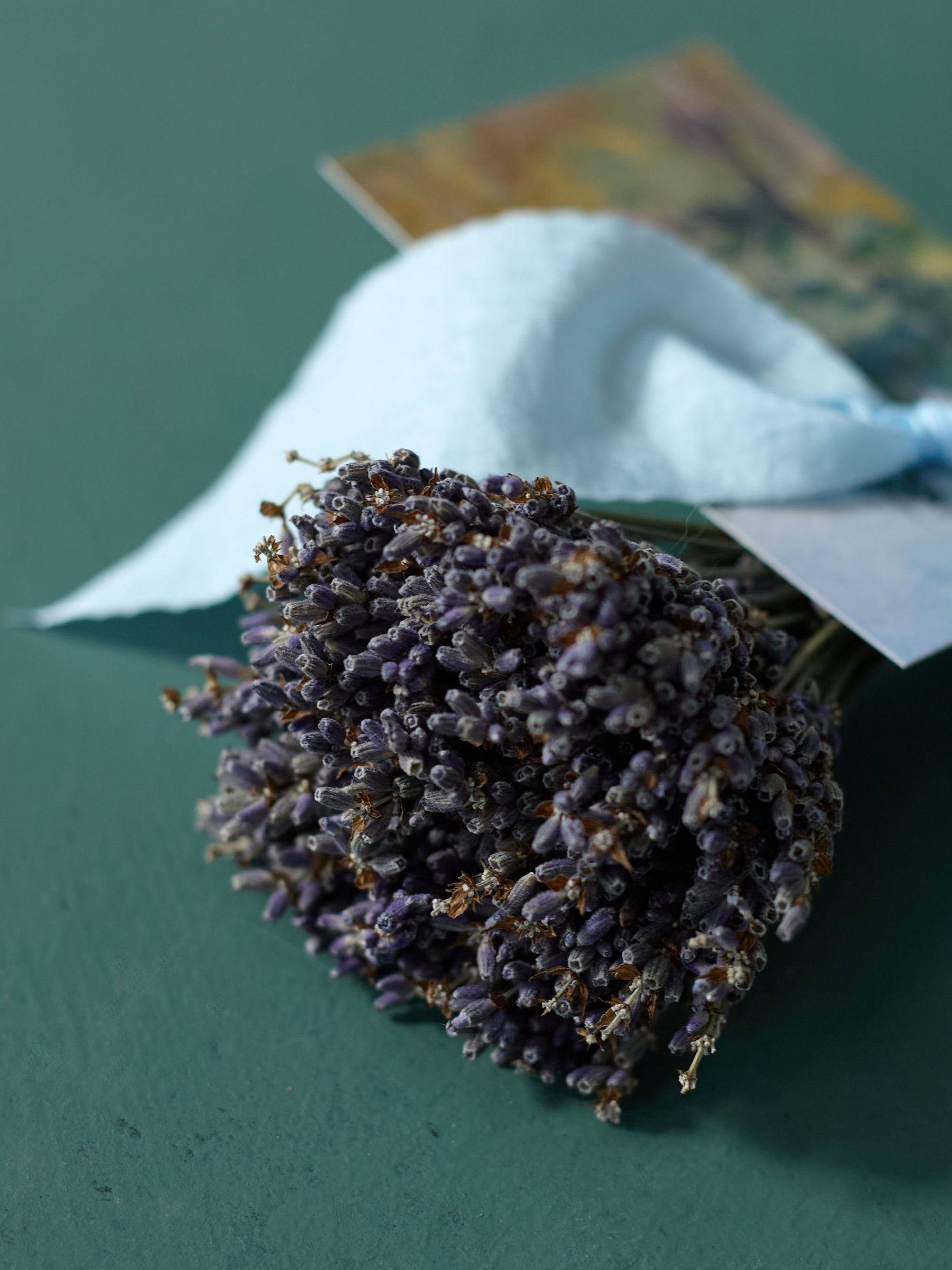 Landscape Lavender Bundle, Petite