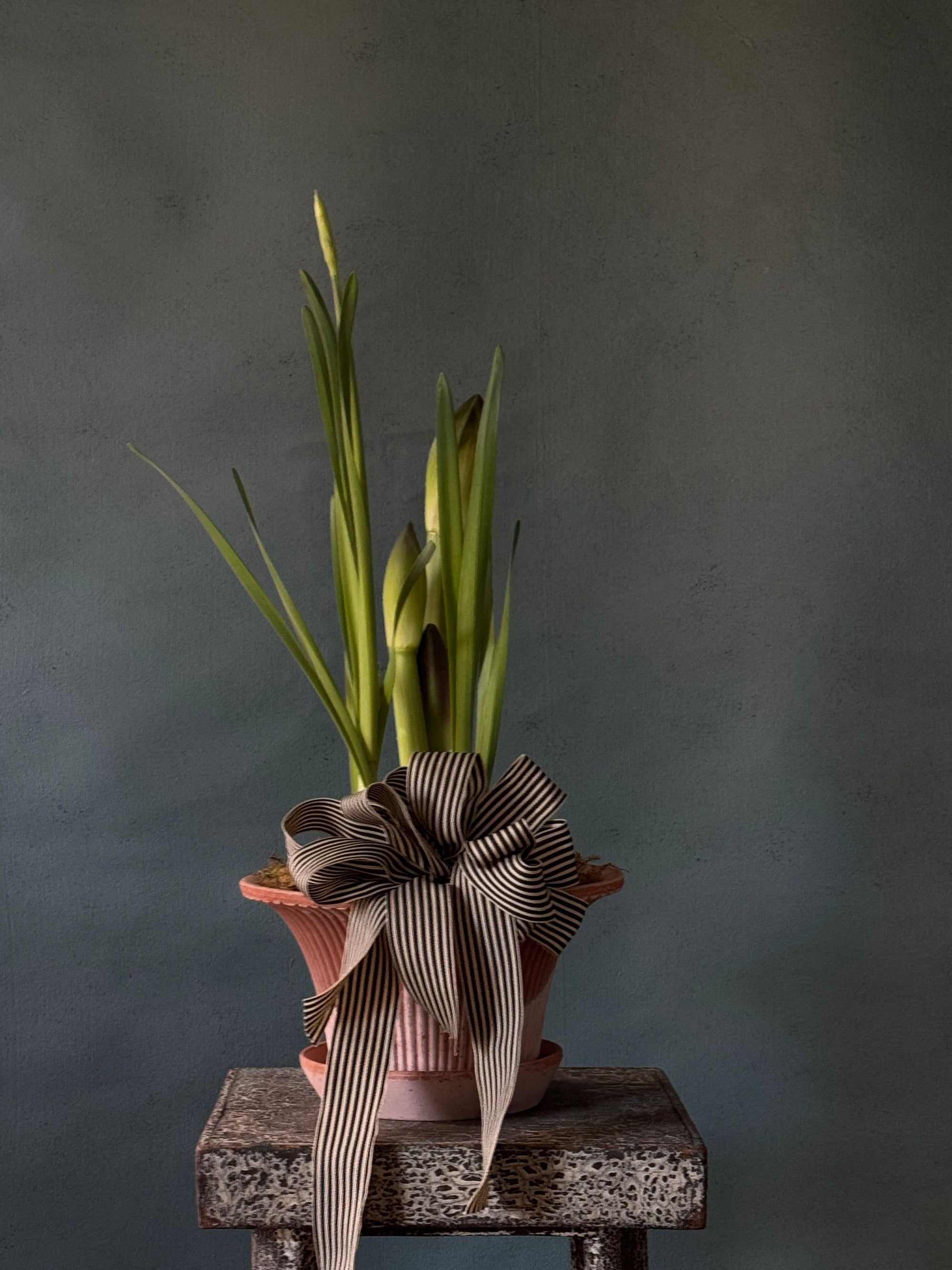 Noel Botanica Bulb Garden