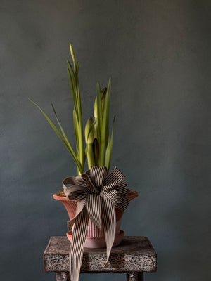 Noel Botanica Bulb Garden