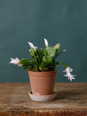 Classic Christmas Cactus