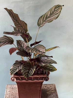 Plum Pinstripe Calathea
