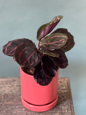 Melon Calathea