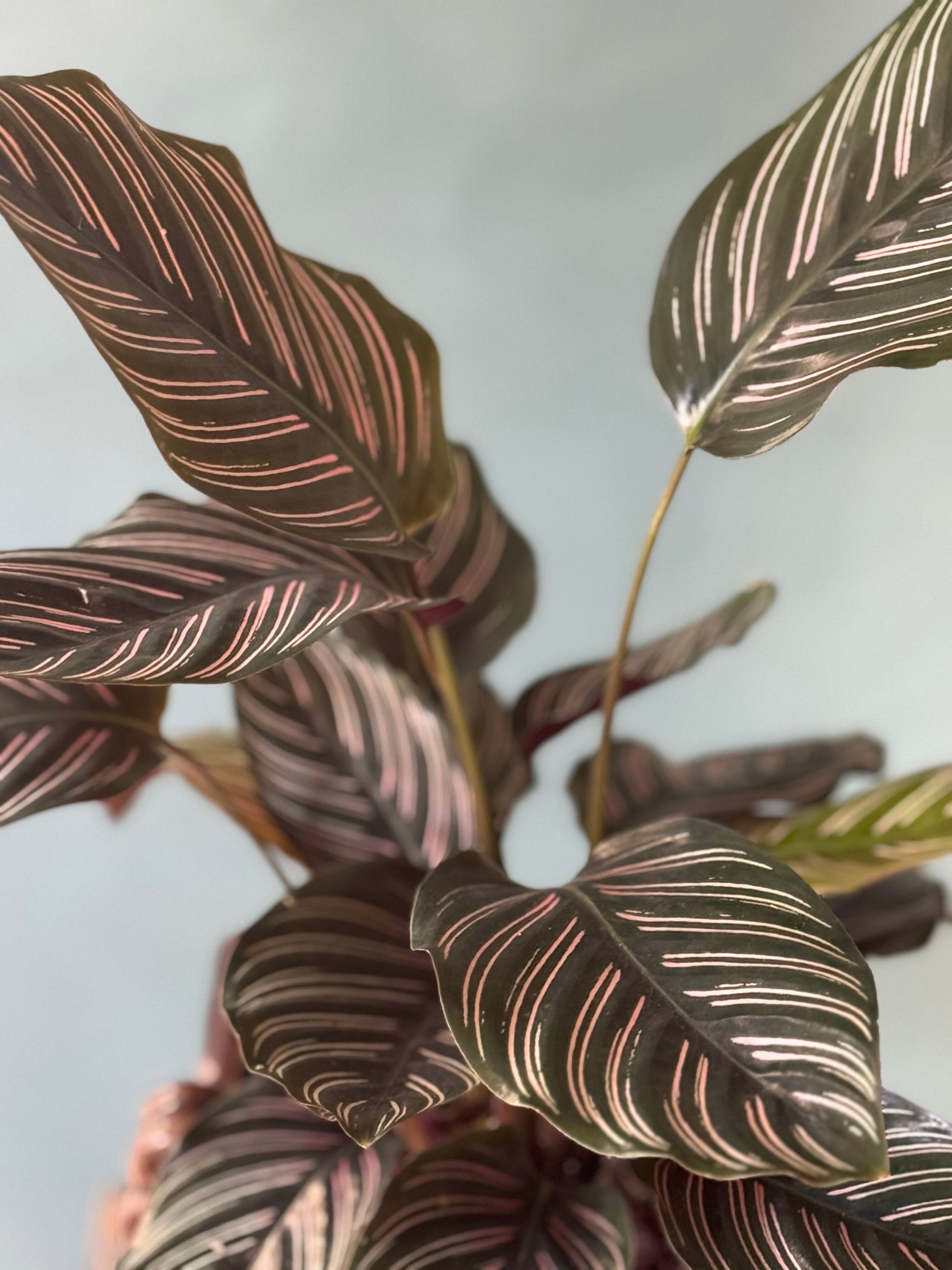 Plum Pinstripe Calathea