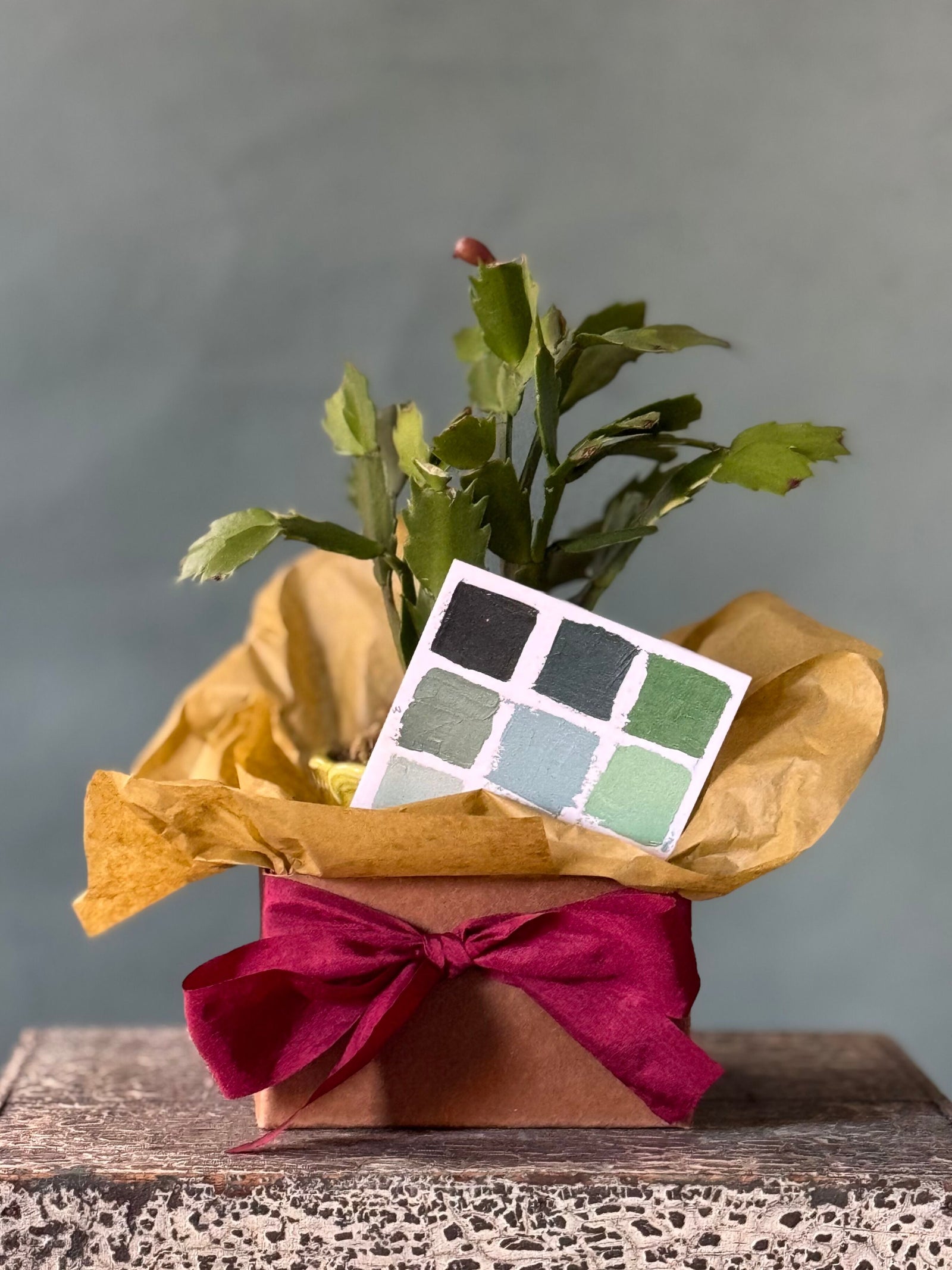 Chartreuse Christmas Cactus