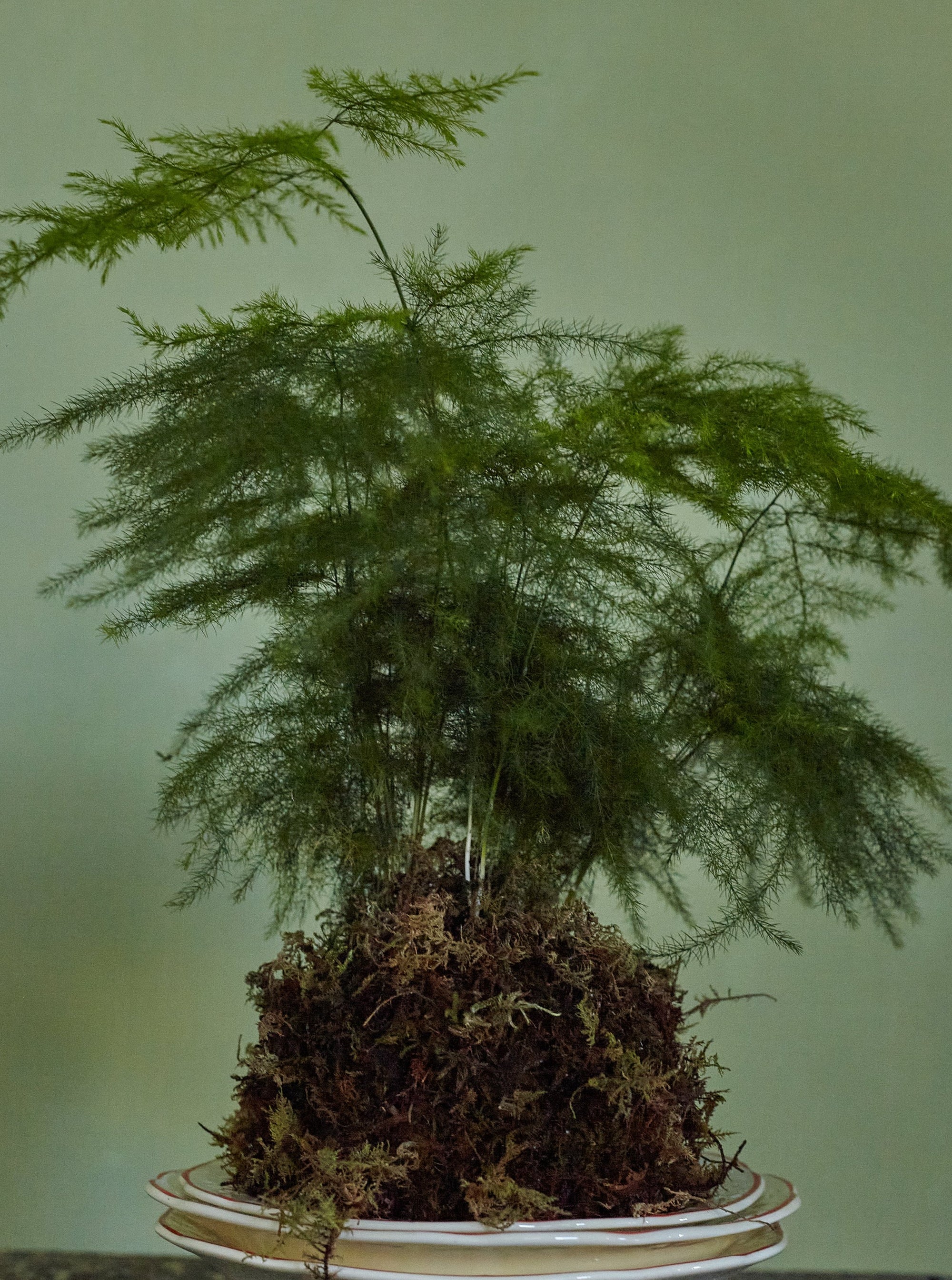 Kokedama Fern, 4in