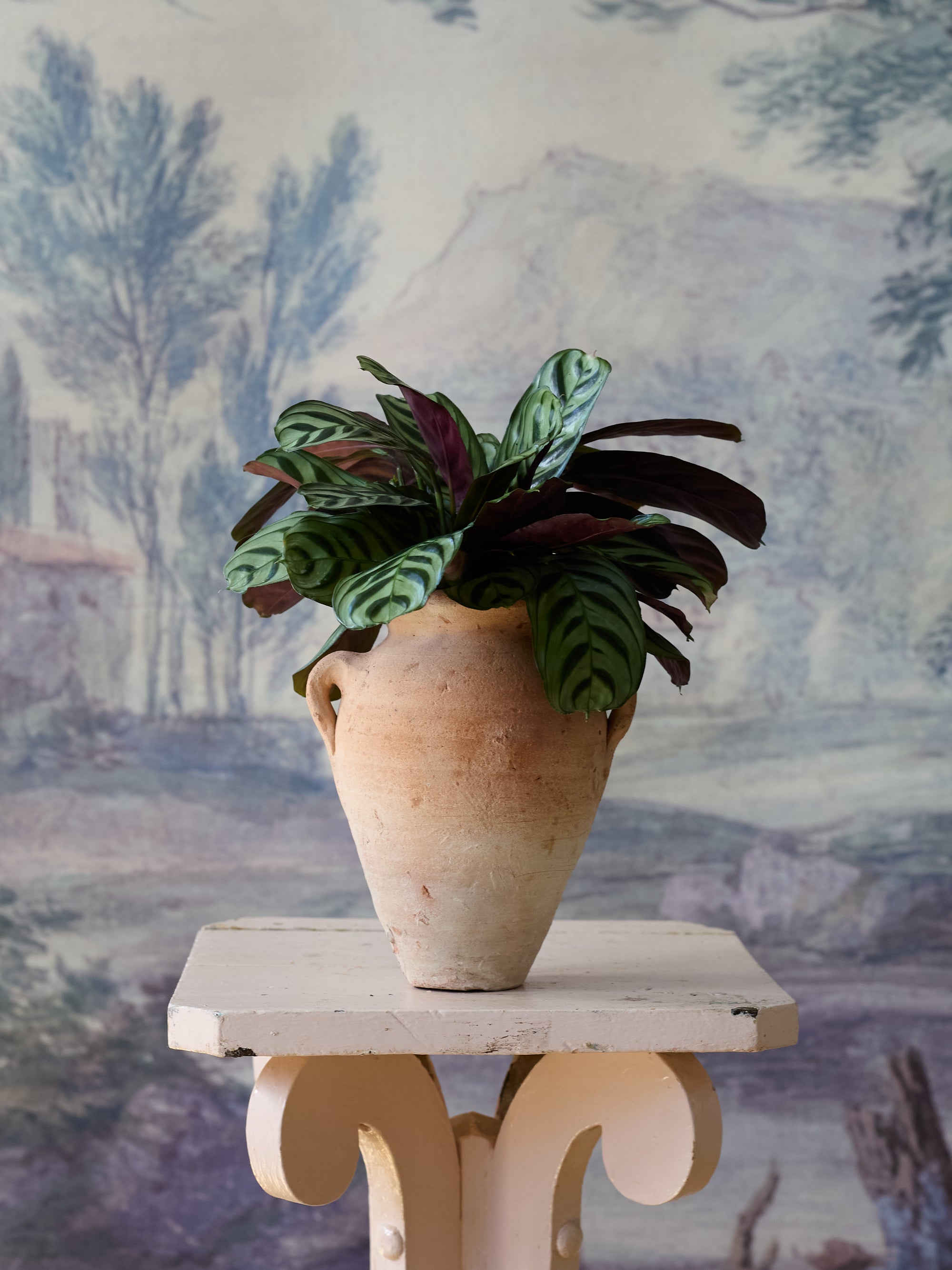 Vintage Calathea