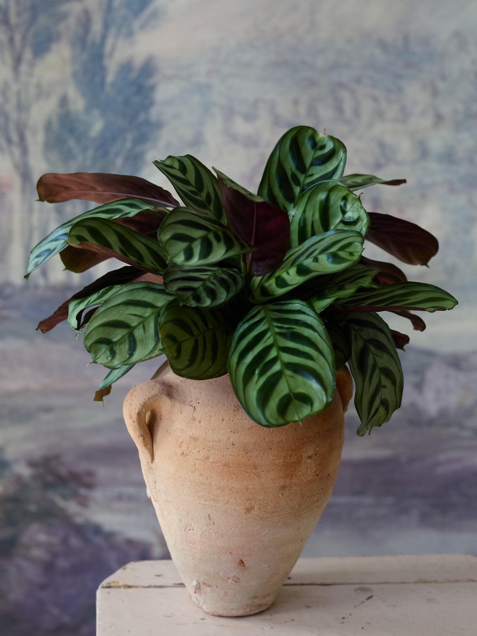 Vintage Calathea