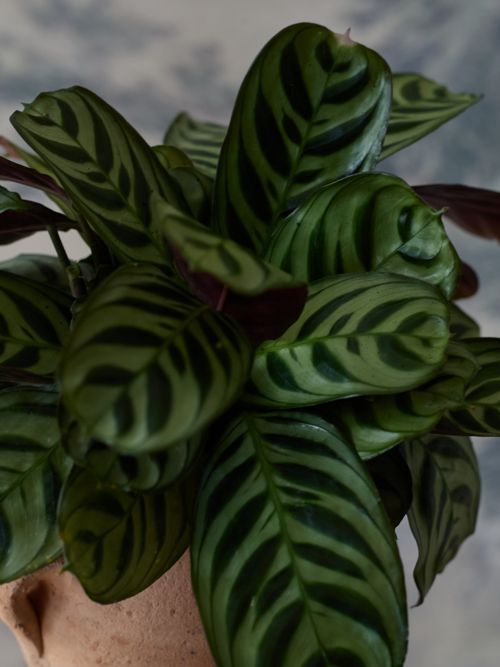 Vintage Calathea