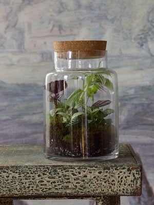 Forest Floor Terrariums