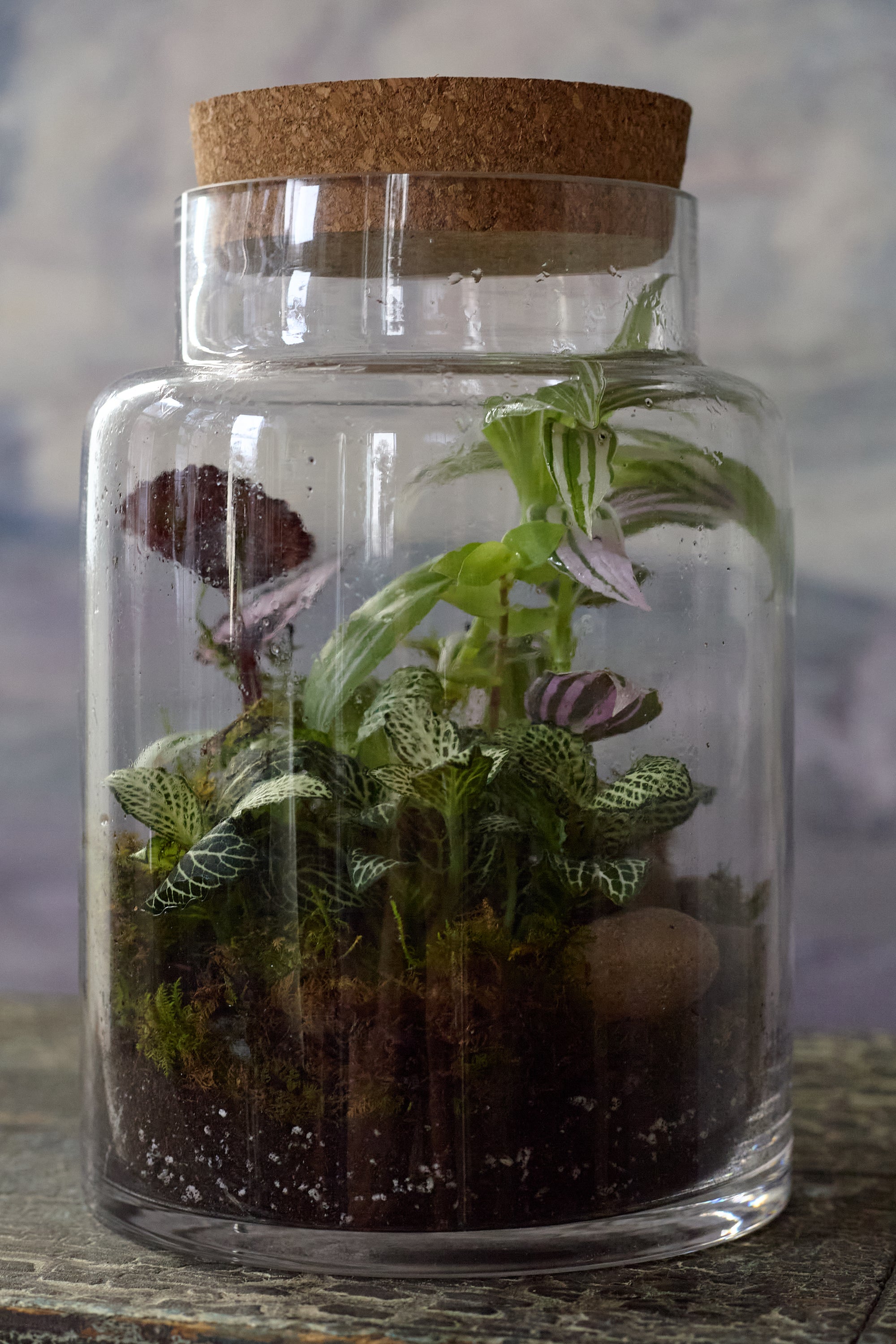 Forest Floor Terrariums