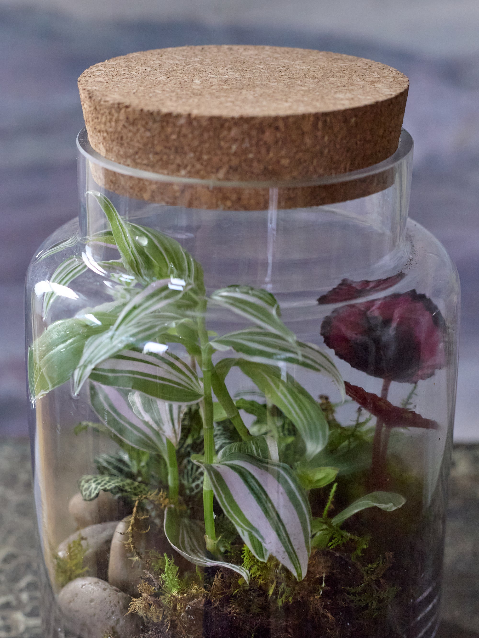 Forest Floor Terrariums