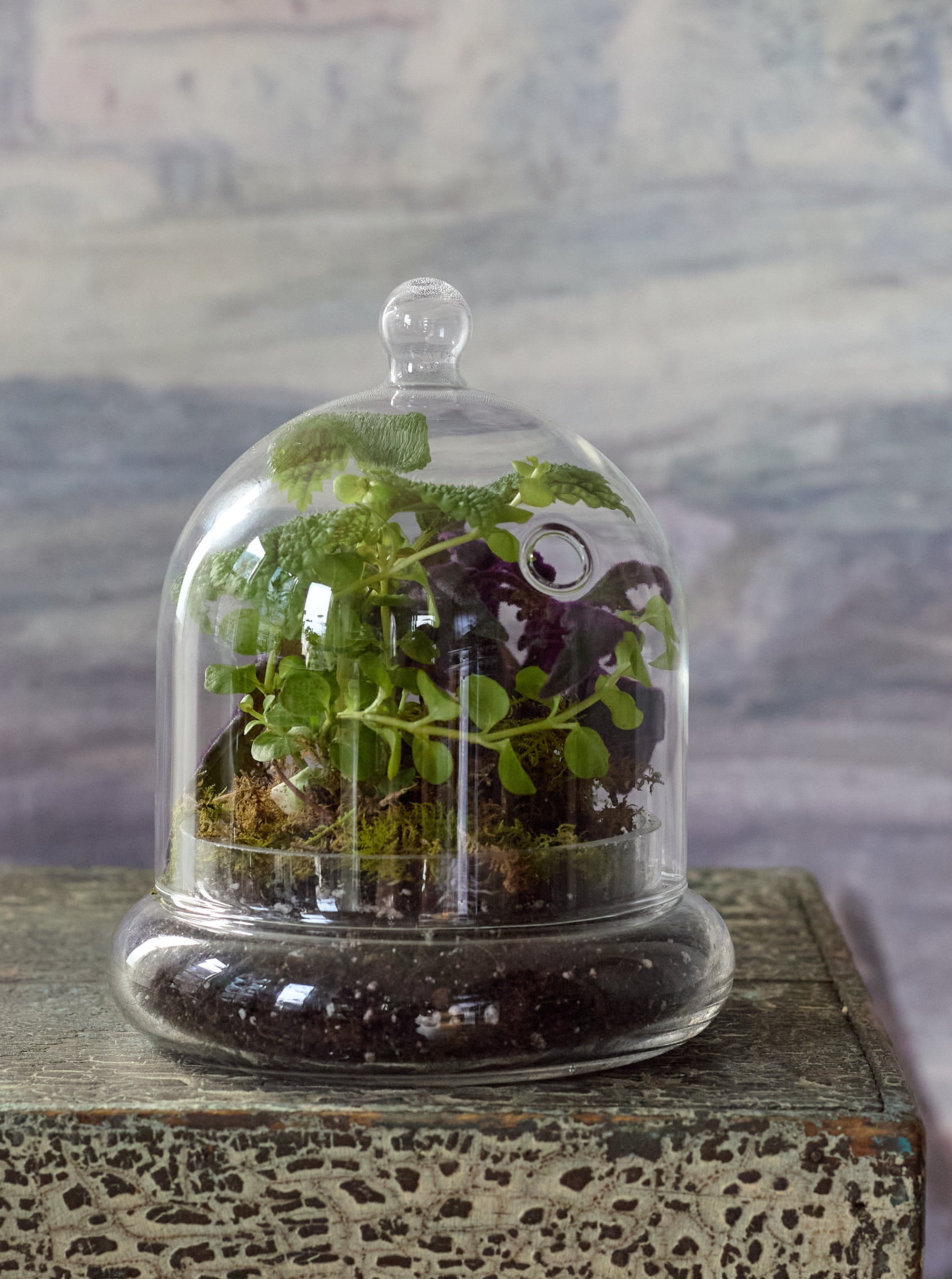 Dome Terrarium