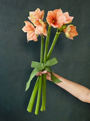 Amaryllis Bunch