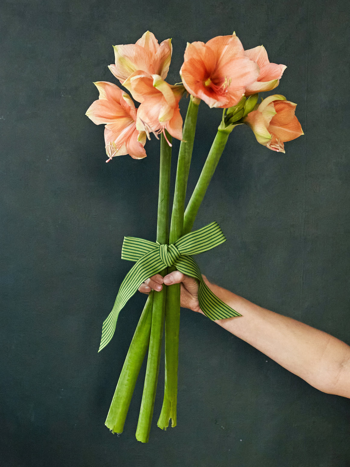 Amaryllis Bunch