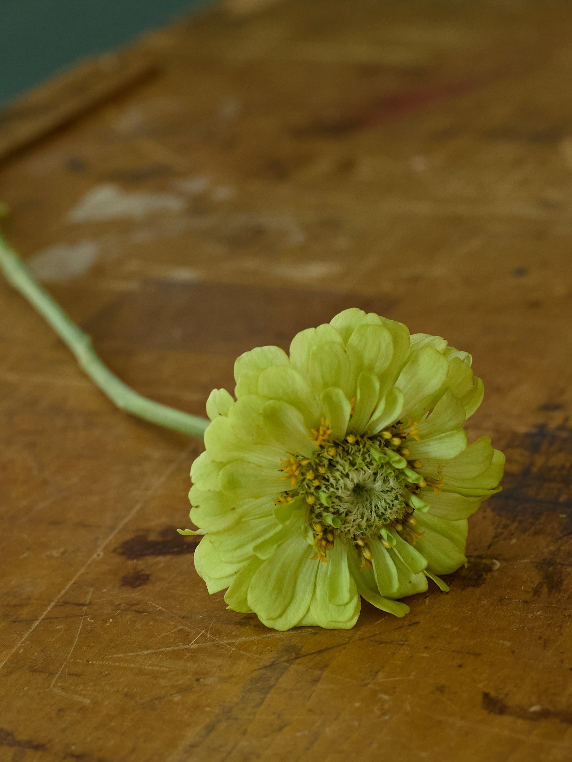 Transcendental Seeds