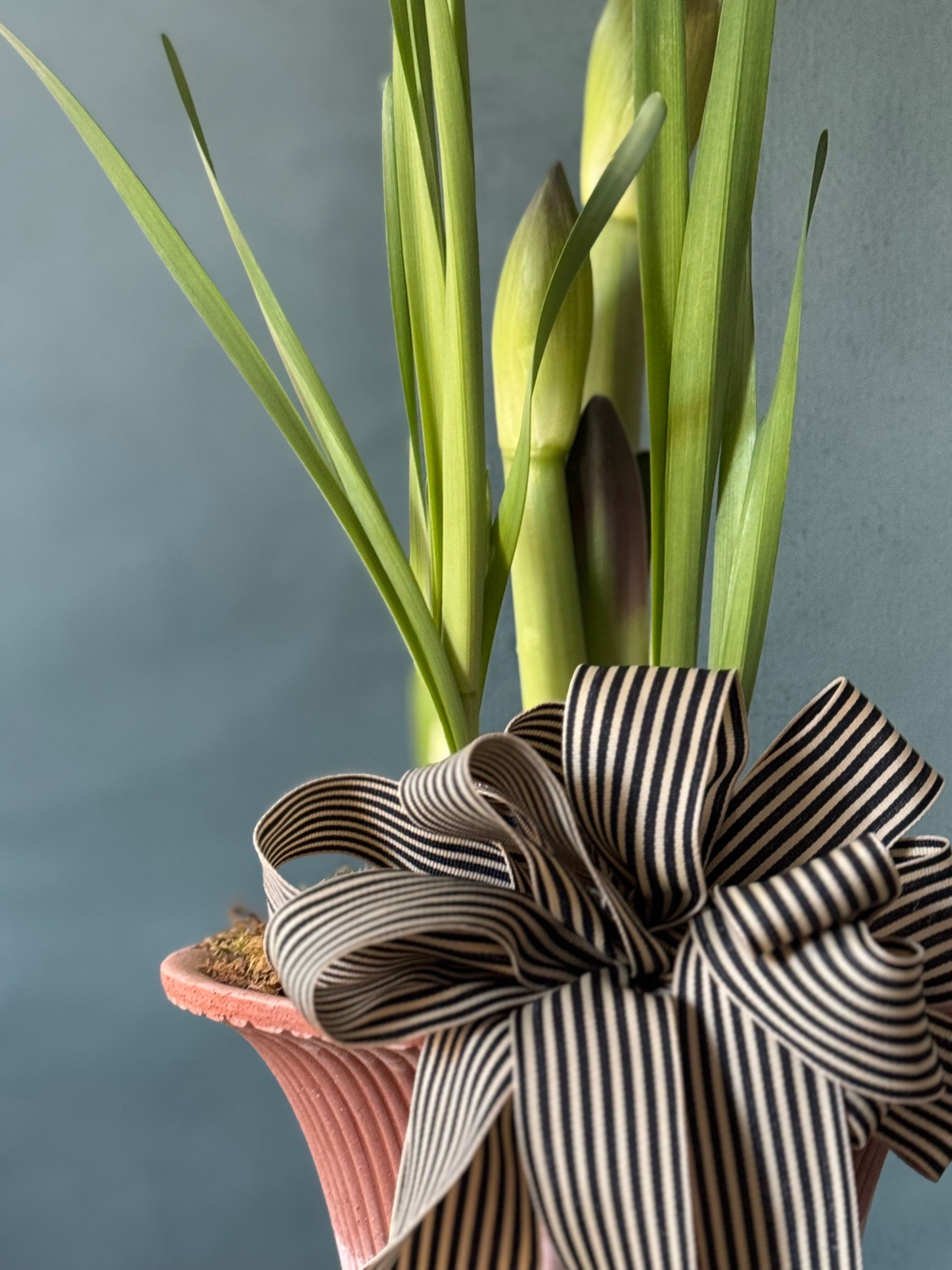 Noel Botanica Bulb Garden