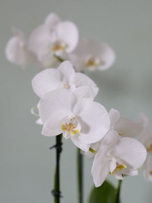 Moth Orchid