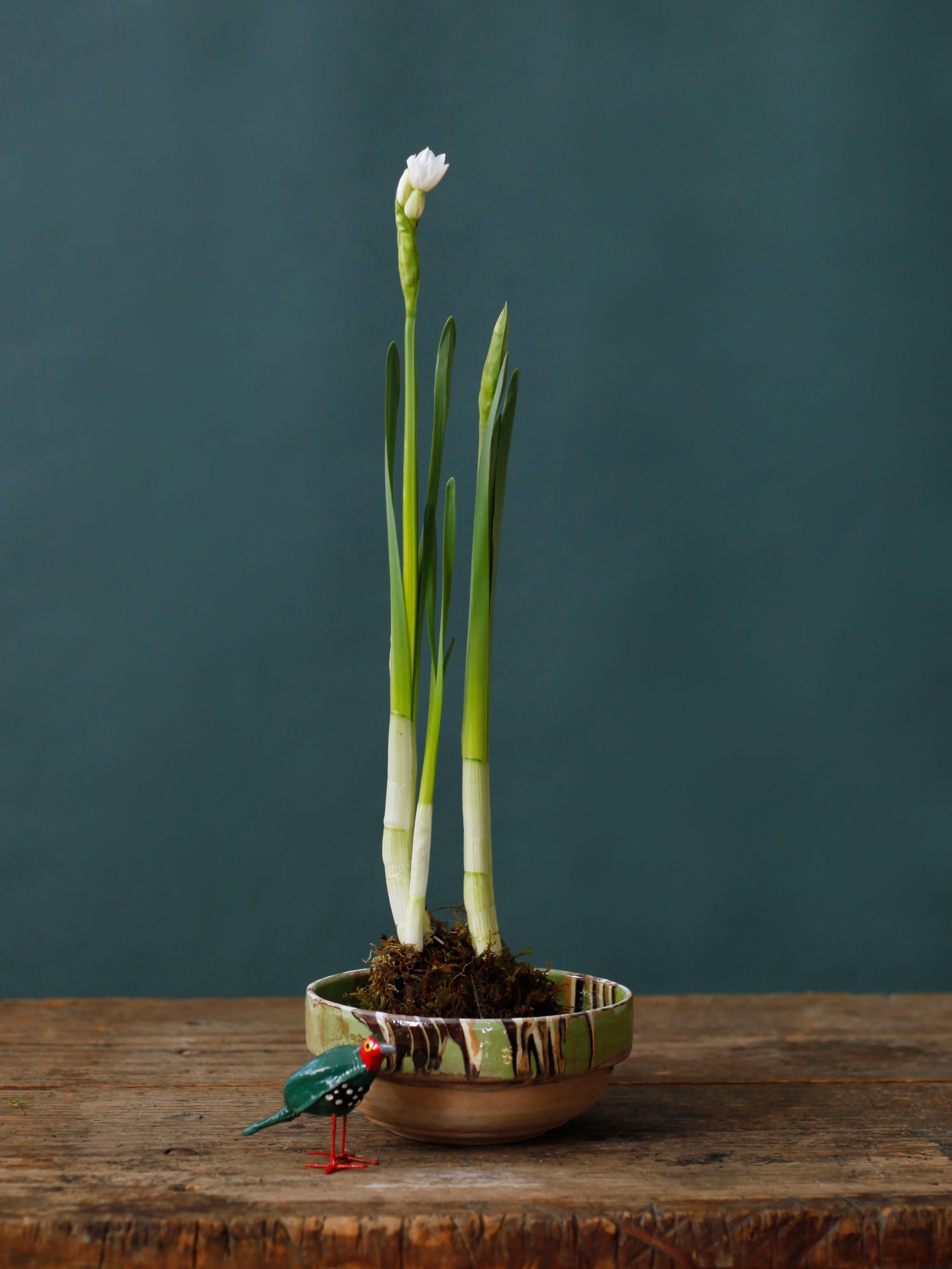 Kokedama Paperwhite