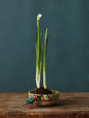 Kokedama Paperwhite