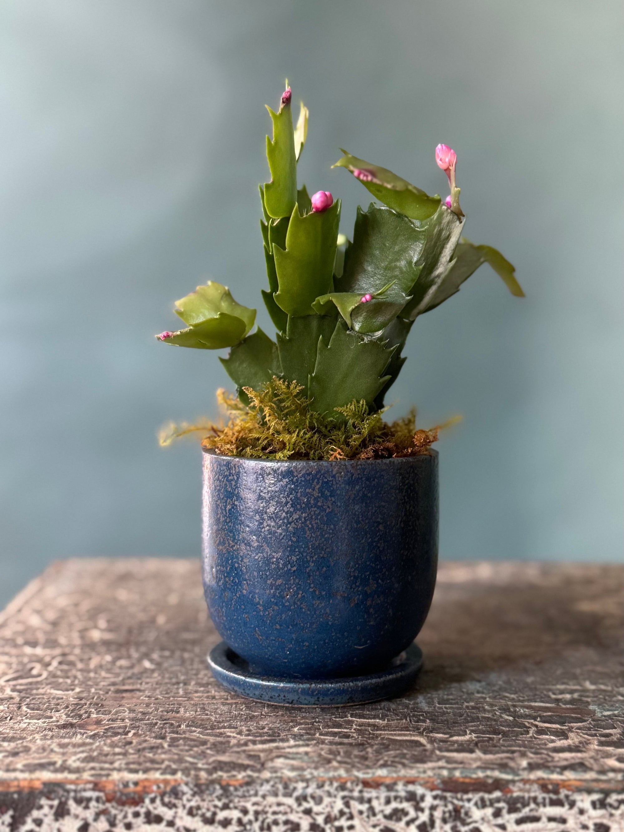 Little Rider Christmas Cactus