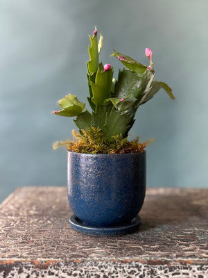 Little Rider Christmas Cactus