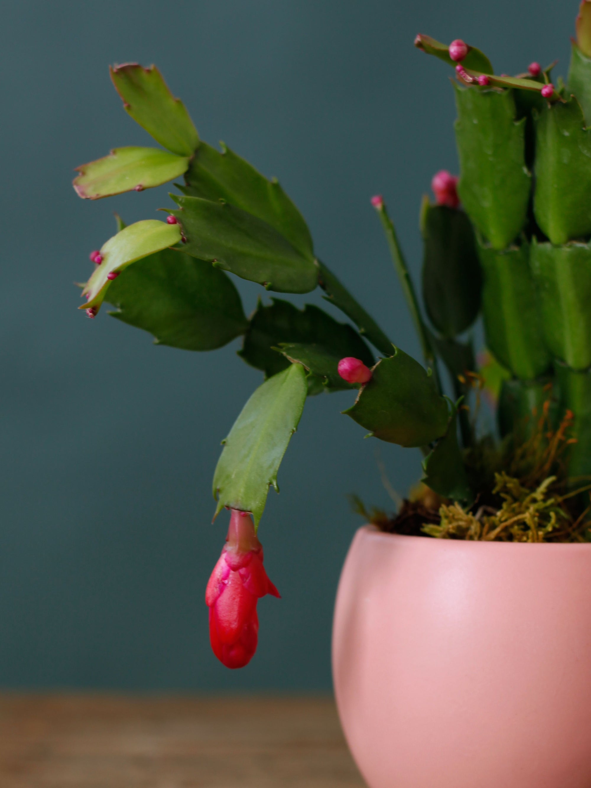 Merry & Pink Christmas Cactus