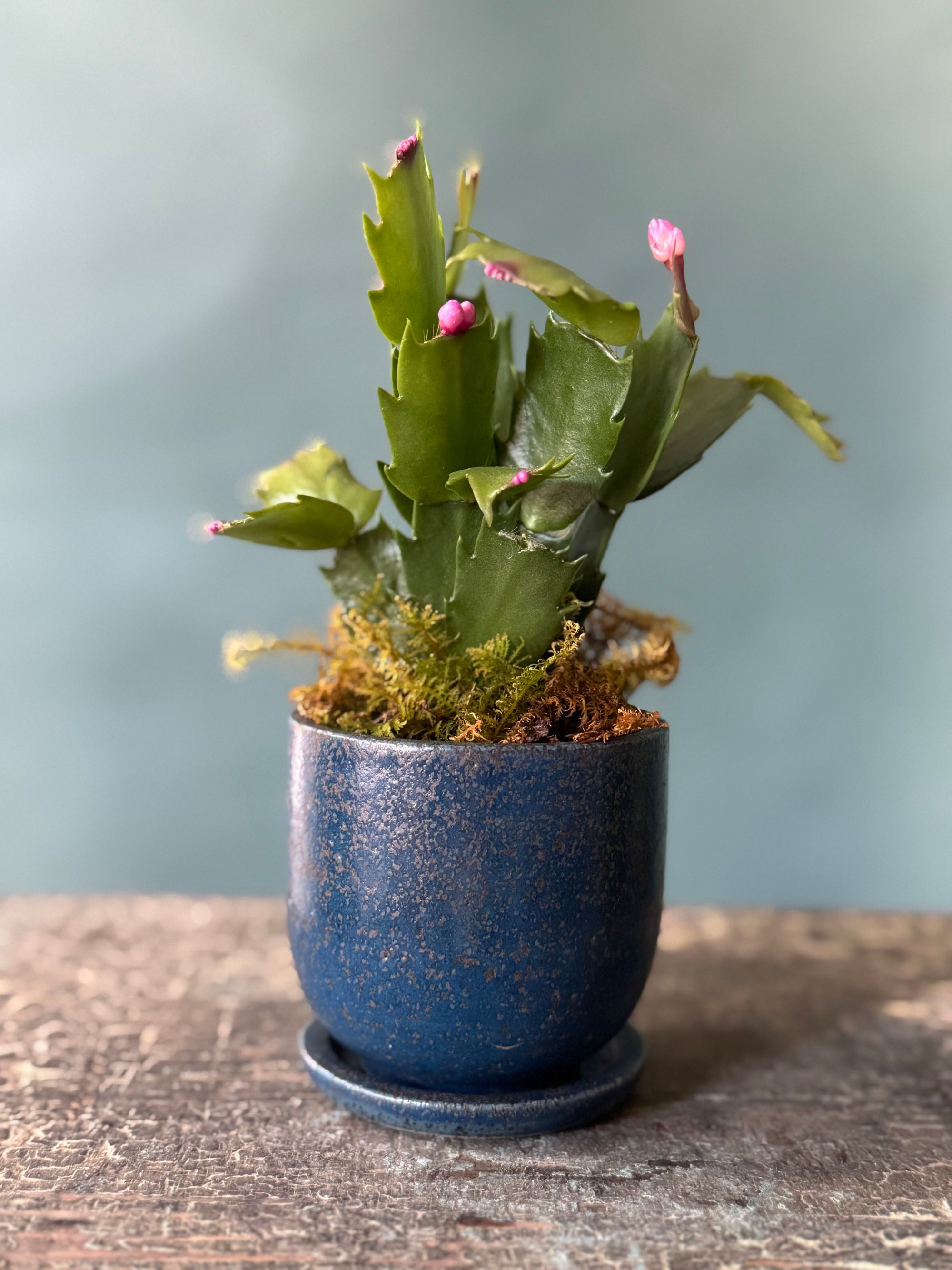 Little Rider Christmas Cactus