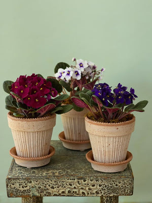 Simona African Violet