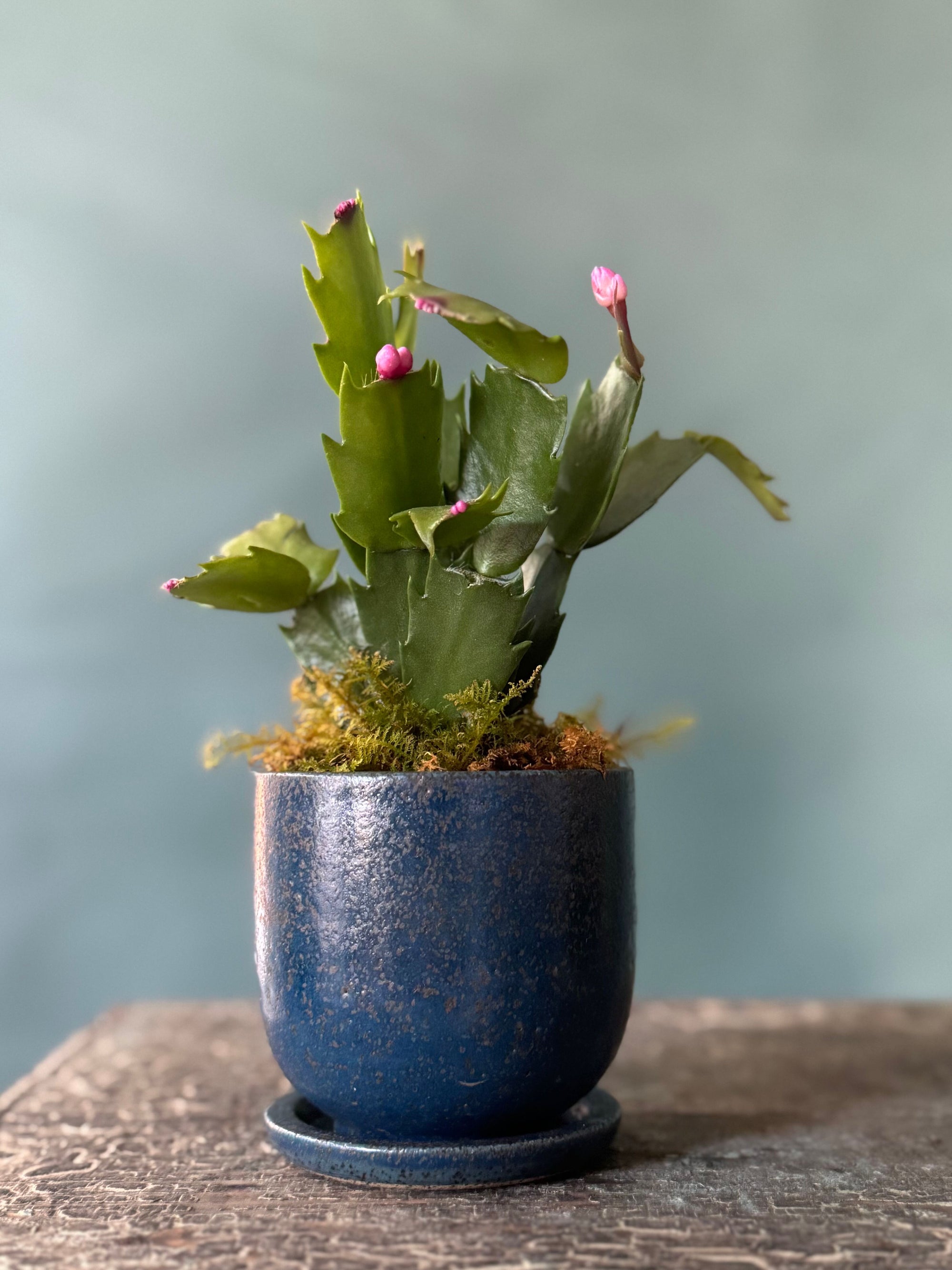 Little Rider Christmas Cactus
