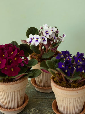 Simona African Violet